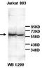 Apelin antibody, orb77287, Biorbyt, Western Blot image 