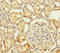 Heat Shock Protein Family A (Hsp70) Member 12B antibody, A64132-100, Epigentek, Immunohistochemistry paraffin image 