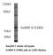 Heterogeneous Nuclear Ribonucleoprotein K antibody, LS-C177330, Lifespan Biosciences, Western Blot image 