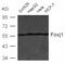 Forkhead Box J1 antibody, 79-713, ProSci, Western Blot image 