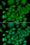 Superoxide Dismutase 3 antibody, LS-C346171, Lifespan Biosciences, Immunofluorescence image 