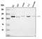 Class II Major Histocompatibility Complex Transactivator antibody, A01556-3, Boster Biological Technology, Western Blot image 