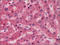 Coagulation Factor XII antibody, AP23182PU-N, Origene, Immunohistochemistry frozen image 