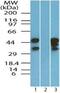 Eukaryotic Translation Initiation Factor 3 Subunit G antibody, PA5-23319, Invitrogen Antibodies, Western Blot image 