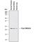 TNF Superfamily Member 15 antibody, MAB7442, Novus Biologicals, Western Blot image 