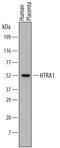 HtrA Serine Peptidase 1 antibody, MAB2916, R&D Systems, Western Blot image 