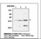 Ferredoxin Reductase antibody, LS-B5921, Lifespan Biosciences, Western Blot image 