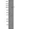 Toll Like Receptor 9 antibody, abx219009, Abbexa, Western Blot image 