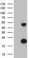 TRNA Methyltransferase 12 Homolog antibody, TA809531S, Origene, Western Blot image 