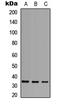 TNF Superfamily Member 10 antibody, LS-C358368, Lifespan Biosciences, Western Blot image 