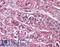 Somatostatin Receptor 5 antibody, LS-A2637, Lifespan Biosciences, Immunohistochemistry paraffin image 