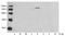 Protein Kinase C Delta antibody, LS-B14102, Lifespan Biosciences, Western Blot image 