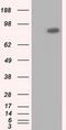 Ubiquitin Specific Peptidase 5 antibody, MA5-25139, Invitrogen Antibodies, Western Blot image 