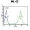 Regulator Of G Protein Signaling 1 antibody, abx034092, Abbexa, Western Blot image 