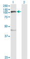 Myosin light chain kinase, smooth muscle antibody, LS-C197734, Lifespan Biosciences, Western Blot image 