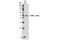 CCAAT Enhancer Binding Protein Alpha antibody, 2843S, Cell Signaling Technology, Western Blot image 