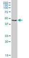 E3 ubiquitin-protein ligase RING1 antibody, H00006015-M09, Novus Biologicals, Western Blot image 