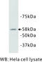 P-LAP antibody, MBS355101, MyBioSource, Western Blot image 