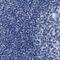 Kelch Like Family Member 41 antibody, PA5-54339, Invitrogen Antibodies, Immunohistochemistry frozen image 