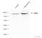 Heat Shock Protein 90 Beta Family Member 1 antibody, ab3674, Abcam, Western Blot image 
