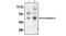 Caspase 6 antibody, AM05283PU-N, Origene, Western Blot image 