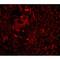 Tripartite Motif Containing 5 antibody, NBP1-76604, Novus Biologicals, Immunofluorescence image 