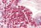 Coronin 1A antibody, MBS242433, MyBioSource, Immunohistochemistry frozen image 