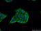 ADP Ribosylation Factor GTPase Activating Protein 2 antibody, 16519-1-AP, Proteintech Group, Immunofluorescence image 