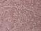 SRBP1 antibody, PA5-36044, Invitrogen Antibodies, Immunohistochemistry frozen image 