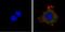 PA28b antibody, PA1-976, Invitrogen Antibodies, Immunofluorescence image 