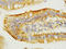 Epidermal Growth Factor antibody, LS-C312565, Lifespan Biosciences, Immunohistochemistry frozen image 