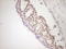 Tissue Factor Pathway Inhibitor antibody, LS-C339803, Lifespan Biosciences, Immunohistochemistry paraffin image 