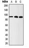 Catenin Beta 1 antibody, orb216081, Biorbyt, Western Blot image 