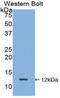 Peptide YY antibody, LS-B15023, Lifespan Biosciences, Western Blot image 