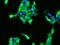 Calcyclin-binding protein antibody, GTX02190, GeneTex, Immunofluorescence image 