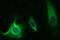 Methylmalonyl-CoA Mutase antibody, NBP2-46053, Novus Biologicals, Immunofluorescence image 