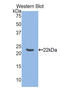 TNF Superfamily Member 14 antibody, LS-C296871, Lifespan Biosciences, Western Blot image 