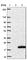 Iron-Sulfur Cluster Assembly 1 antibody, HPA042789, Atlas Antibodies, Western Blot image 