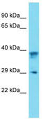 PRP antibody, TA343277, Origene, Western Blot image 