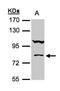 Calcium Binding And Coiled-Coil Domain 1 antibody, NBP1-32154, Novus Biologicals, Western Blot image 