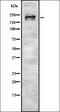 Guanylate cyclase soluble subunit beta-2 antibody, orb337348, Biorbyt, Western Blot image 