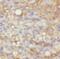 Metabolism Of Cobalamin Associated B antibody, FNab05226, FineTest, Immunohistochemistry frozen image 