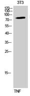 Component Of Inhibitor Of Nuclear Factor Kappa B Kinase Complex antibody, GTX79039, GeneTex, Western Blot image 