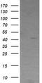 Radical S-Adenosyl Methionine Domain Containing 2 antibody, LS-C174525, Lifespan Biosciences, Western Blot image 