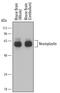 Neuroplastin antibody, AF7818, R&D Systems, Western Blot image 