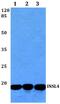 Insulin Like 4 antibody, A09422-1, Boster Biological Technology, Western Blot image 