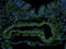 Ectodysplasin A antibody, orb15540, Biorbyt, Immunocytochemistry image 