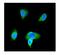 Glutathione S-Transferase Pi 1 antibody, PB9184, Boster Biological Technology, Immunofluorescence image 