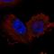 WD Repeat Containing Antisense To TP53 antibody, HPA029928, Atlas Antibodies, Immunocytochemistry image 
