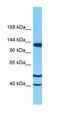 Tubulin Tyrosine Ligase Like 5 antibody, orb325676, Biorbyt, Western Blot image 